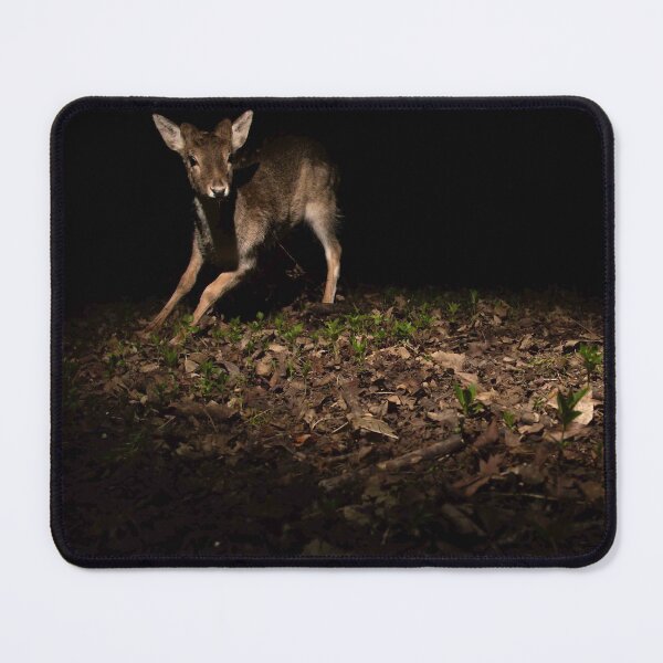 Item preview, Fallow Deer designed and sold by MTPhotos1406.