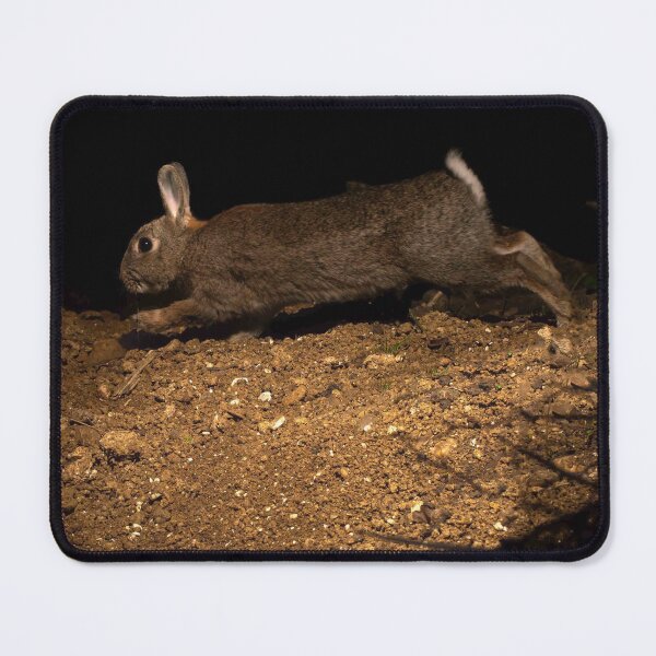 Artikelvorschau, Hase entworfen und verkauft von MTPhotos1406.