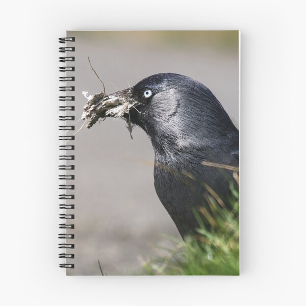 Item preview, Nesting Jackdaw designed and sold by GreyFeatherPhot.