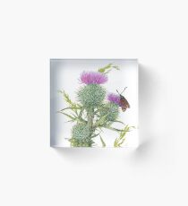 Scottish Spear Thistle (watercolour on paper) Acrylic Block