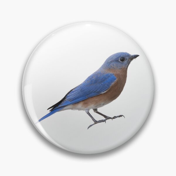 Artikelvorschau, Östlicher Bluebird isoliert auf Weiß entworfen und verkauft von Bonnie T. Barry.