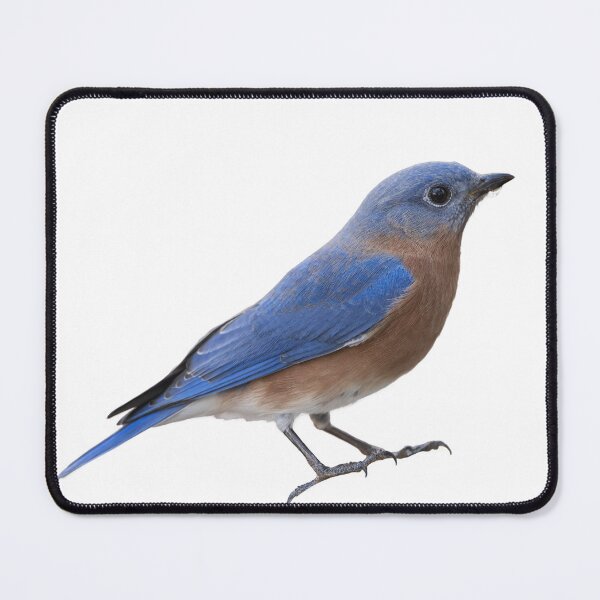 Item preview, Eastern Bluebird Isolated on White designed and sold by Bonnie T.  Barry.