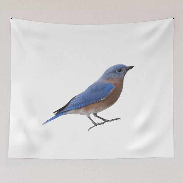 Item preview, Eastern Bluebird Isolated on White designed and sold by Bonnie T.  Barry.