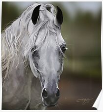 Grey Arabian Poster