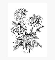 Pen and Ink Roses (pen and ink on paper) Photographic Print
