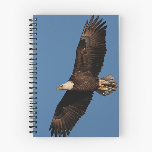 Item preview, Bald Eagle in Flight designed and sold by timdaytimages.