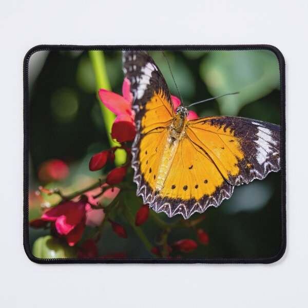 Item preview, Spreading Butterfly designed and sold by seven11photos.