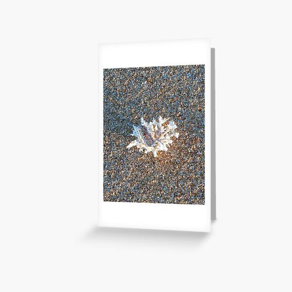 Seaweed Greeting Card