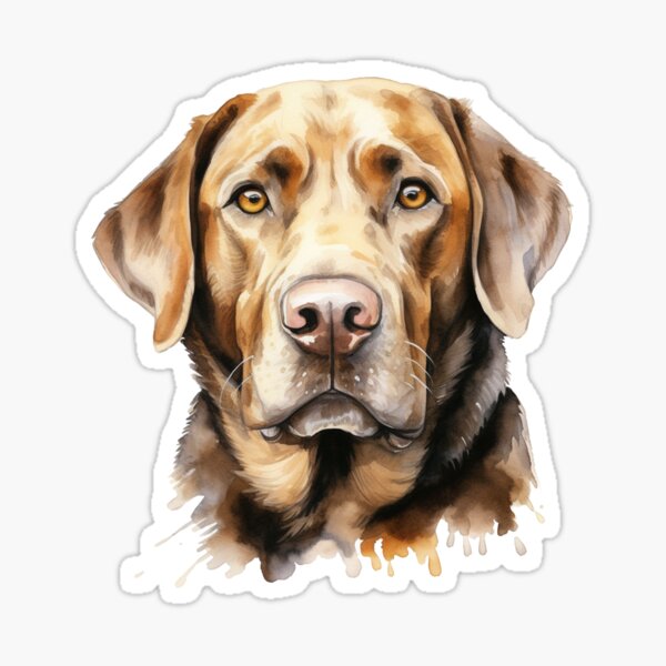 Chocolate Lab in a Yeti Cooler  Sticker for Sale by Cactus0