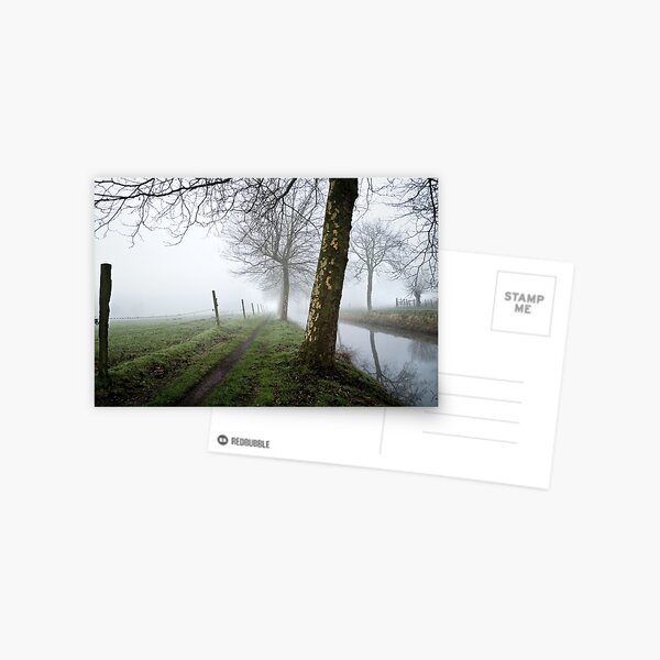 trees in the mist Postcard