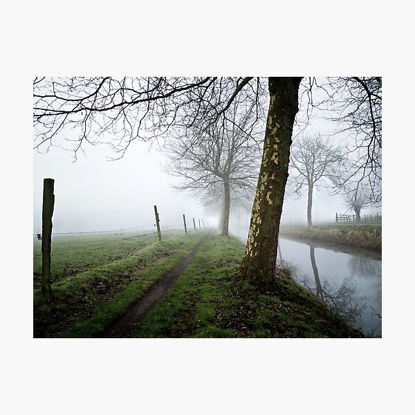 trees in the mist Photographic Print
