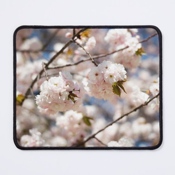 Item preview, White cherry blossoms, Tokyo, Japan designed and sold by Norman Repacholi | Keystone Photography.