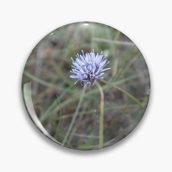 Item preview, Blue Daisy, designed and sold by Calidris Fotografie Steffi & Ben Köppler.