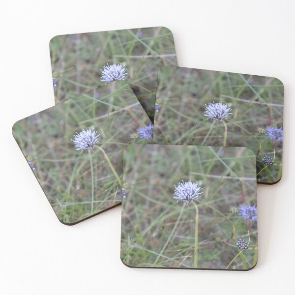 Item preview, Blue Daisy, designed and sold by Calidris Fotografie Steffi & Ben Köppler.