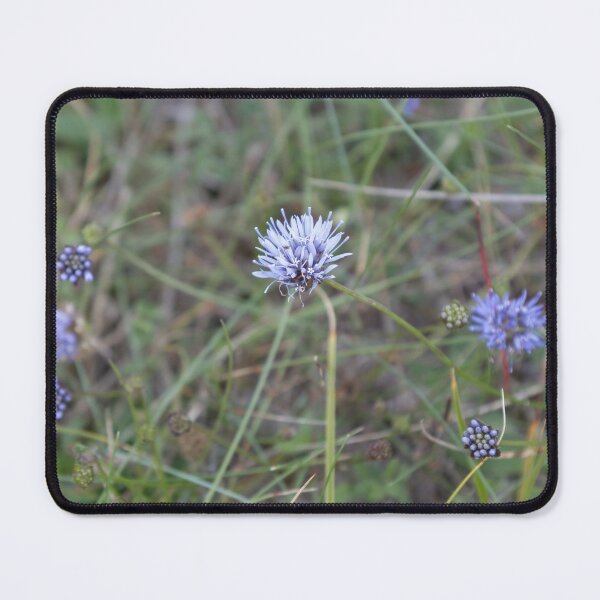 Item preview, Blue Daisy, designed and sold by Calidris Fotografie Steffi & Ben Köppler.