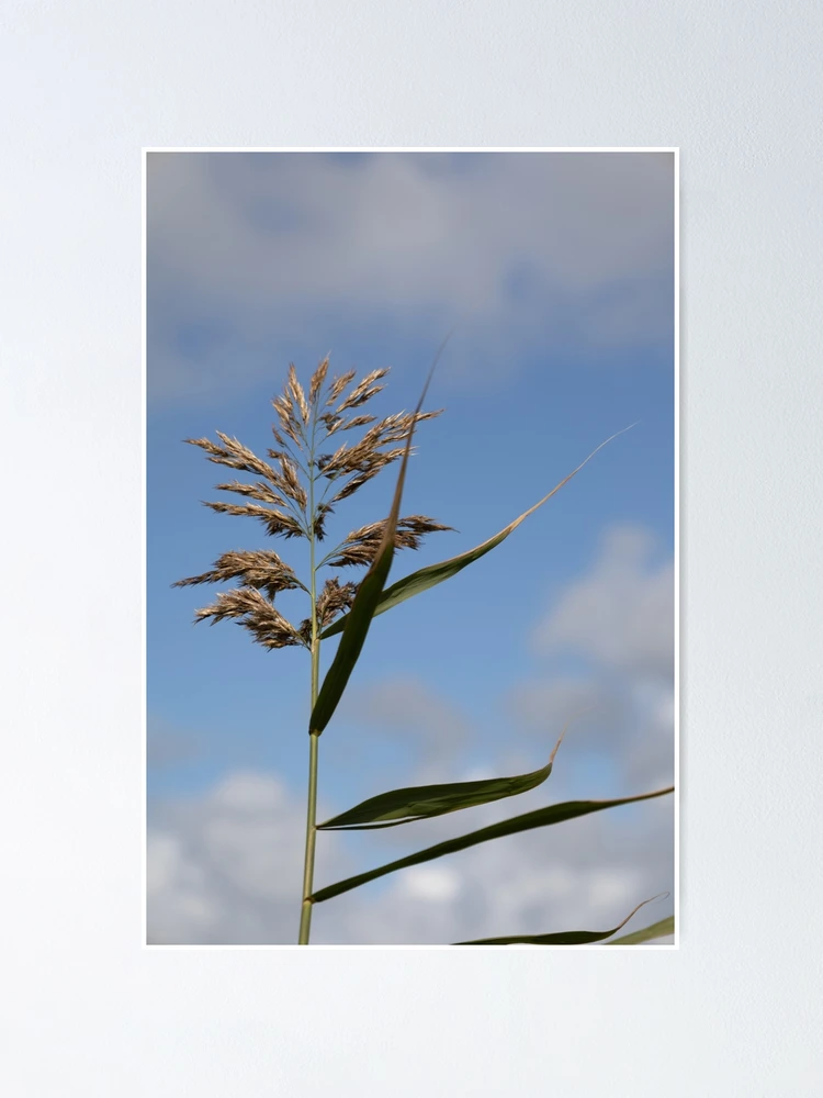 Thumbnail 1 of 3, Poster, Common Reed designed and sold by Calidris Fotografie Steffi & Ben Köppler.