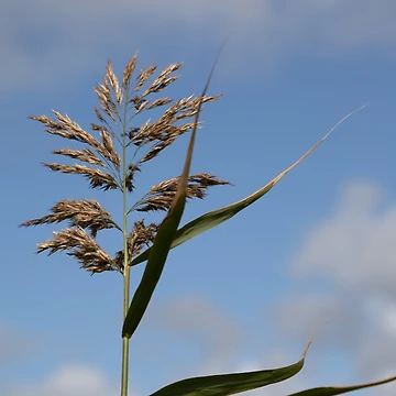 Artwork thumbnail, Common Reed by Calidris Fotografie Steffi & Ben Köppler