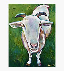 Serta the Sheep who looks like a Goat Photographic Print