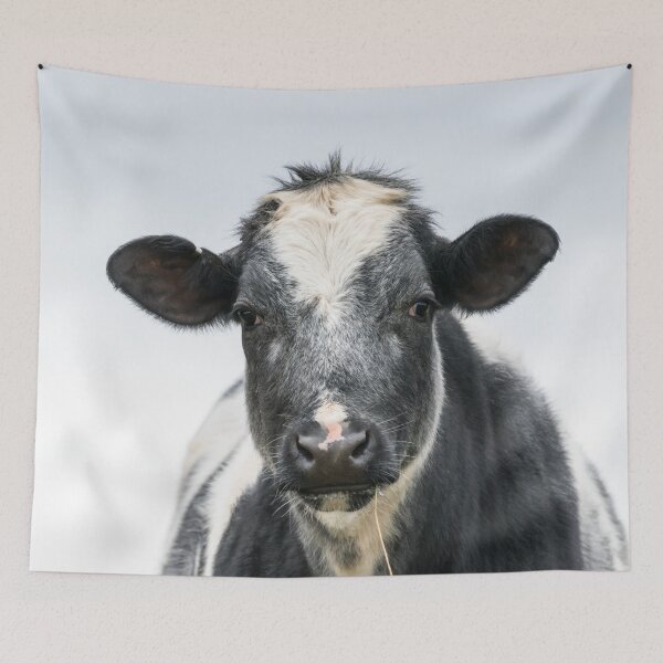 Item preview, Cow Close Up designed and sold by Jane Stanley Photography.