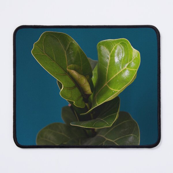 Item preview, Fiddle leaf fig designed and sold by Thxvvxtchx.