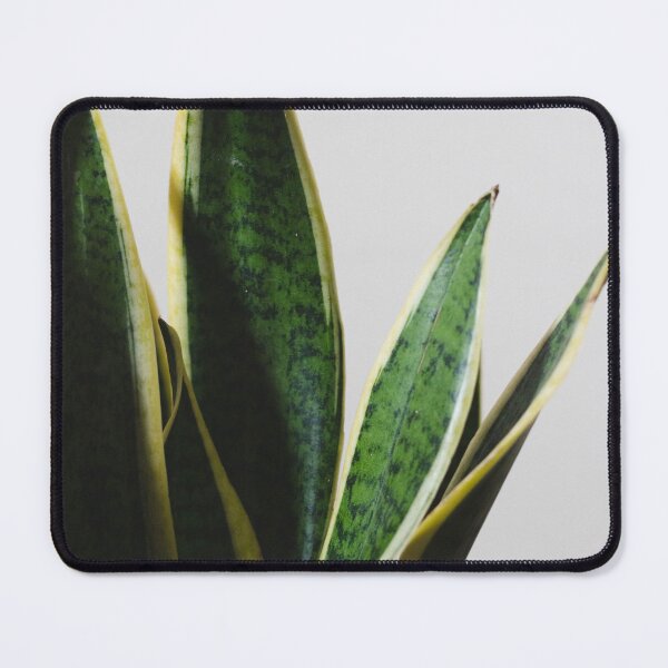 Item preview, Snake plant  designed and sold by Thxvvxtchx.