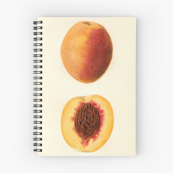Item preview, Vintage Illustration of a Sliced Peach  designed and sold by BravuraMedia.