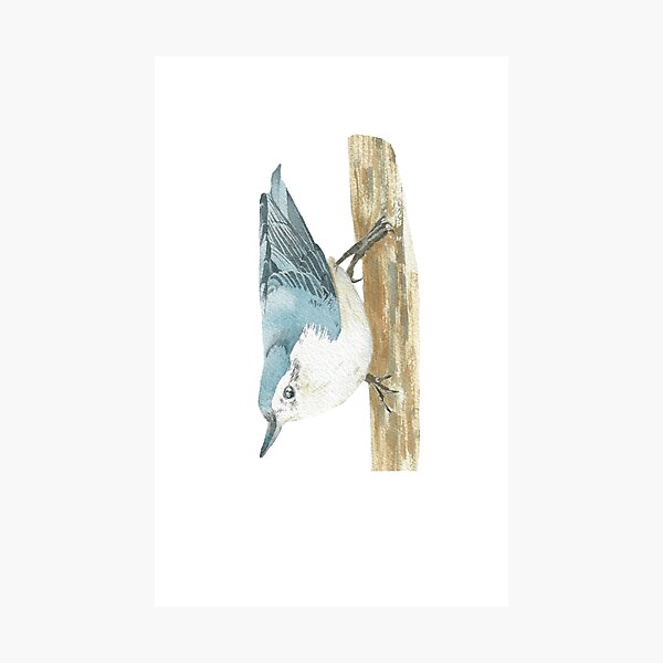 Item preview, white-breasted nuthatch bird portrait designed and sold by L'Atelier Oranjade.