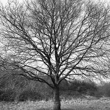 Artwork thumbnail, winter tree by katherine Elizabeth Redington