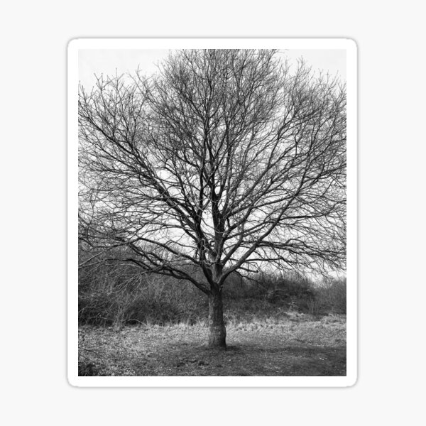 winter tree Sticker