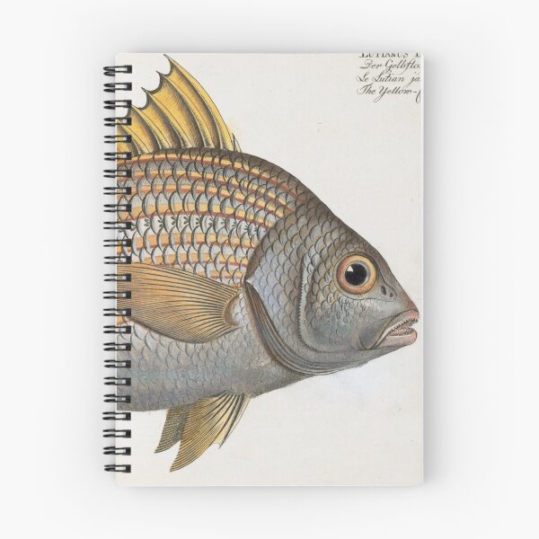Item preview, Vintage Illustration of an Yellow-Fin Grunt (1785) designed and sold by BravuraMedia.