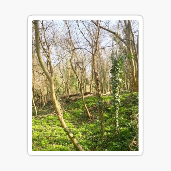 the forest of hope Sticker