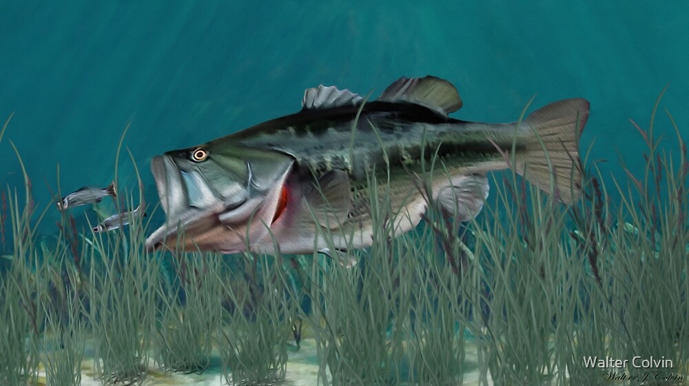 "Largemouth Bass Chasing Minnows" by Walter Colvin Redbubble
