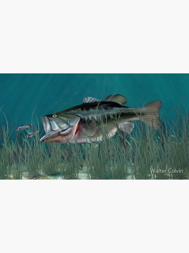 Largemouth Bass Chasing Minnows | Framed Art Print