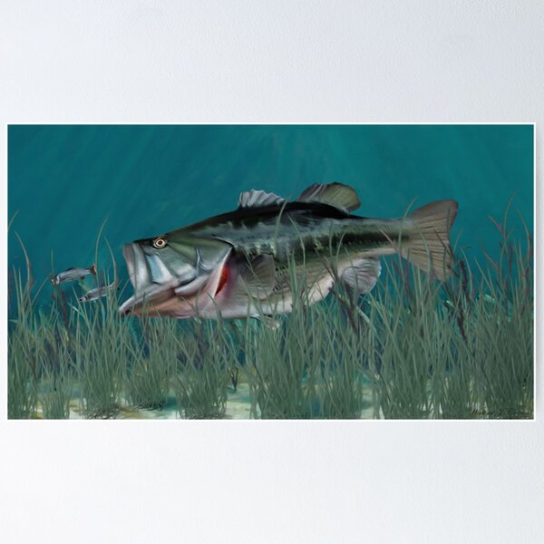Largemouth Bass Chasing Minnows Poster for Sale by Walter Colvin