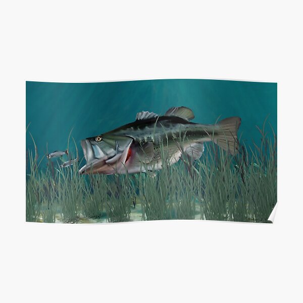 "Largemouth Bass Chasing Minnows" Poster for Sale by Skyviper Redbubble