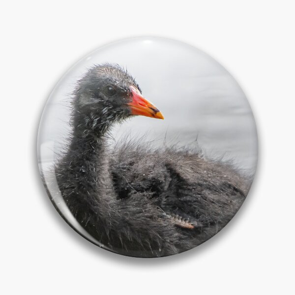 Item preview, Dusky Moorhen Chick designed and sold by Kathie Thomas.