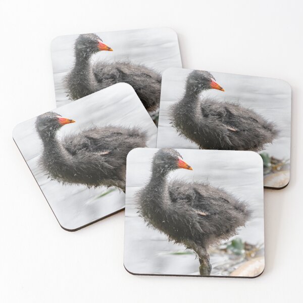 Item preview, Dusky Moorhen Chick designed and sold by Kathie Thomas.