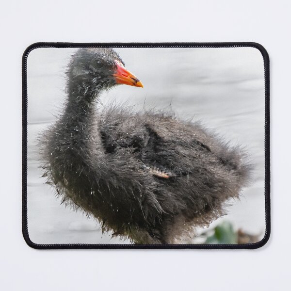 Item preview, Dusky Moorhen Chick designed and sold by Kathie Thomas.
