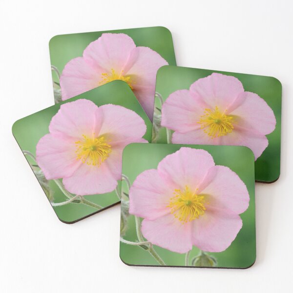 Item preview, Helianthemum  'Rhodanthe Carneum'   AGM  Rock rose  'Wisley Pink'  designed and sold by Chris Burrows.