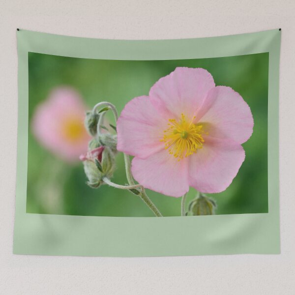 Item preview, Helianthemum  'Rhodanthe Carneum'   AGM  Rock rose  'Wisley Pink'  designed and sold by Chris Burrows.