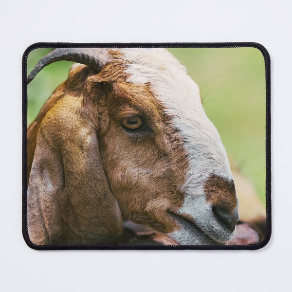 Item preview, Anglo Nubian Goat designed and sold by TheAnimalZ00.