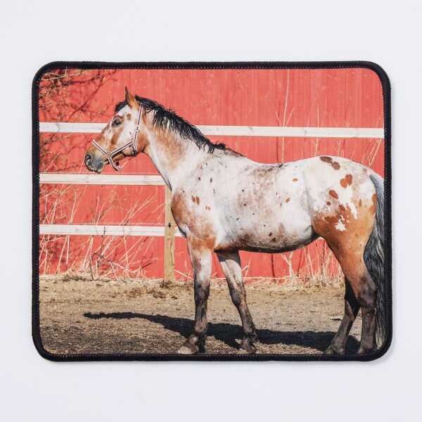 Item preview, Appaloosa Horse designed and sold by TheAnimalZ00.