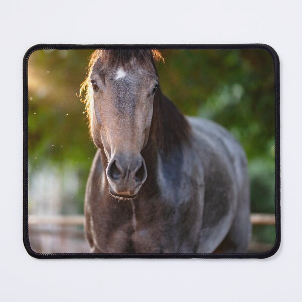 Item preview, Appaloosa Horse designed and sold by TheAnimalZ00.