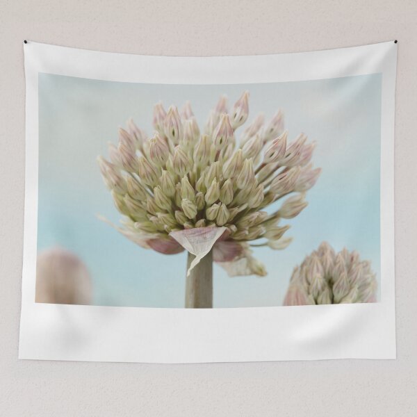Item preview, Allium karataviense   AGM  Kara Tau garlic   designed and sold by Chris Burrows.