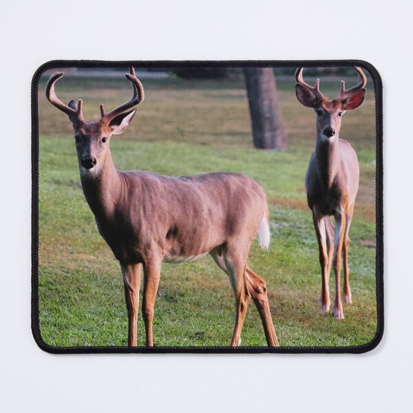 Item preview, White Tailed Deers designed and sold by TheAnimalZ00.