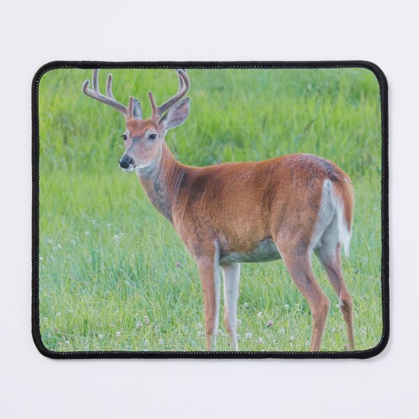 Item preview, White Tail Deer Photo designed and sold by TheAnimalZ00.
