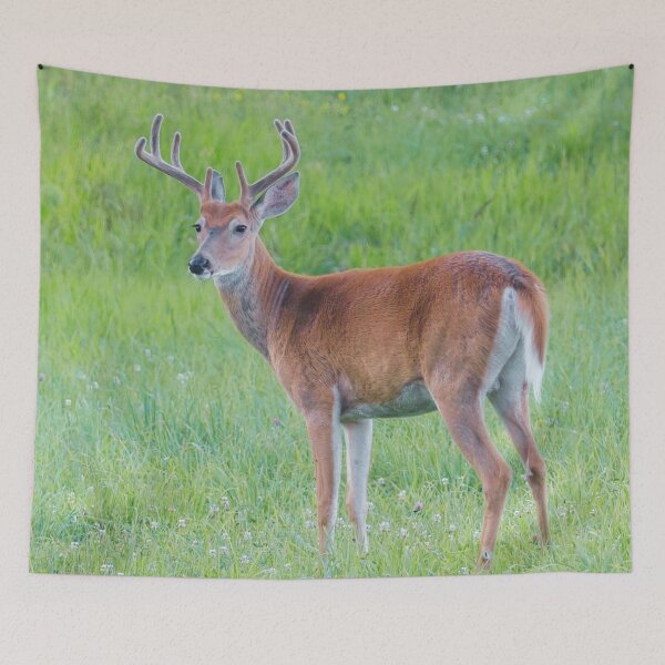 Item preview, White Tail Deer Photo designed and sold by TheAnimalZ00.