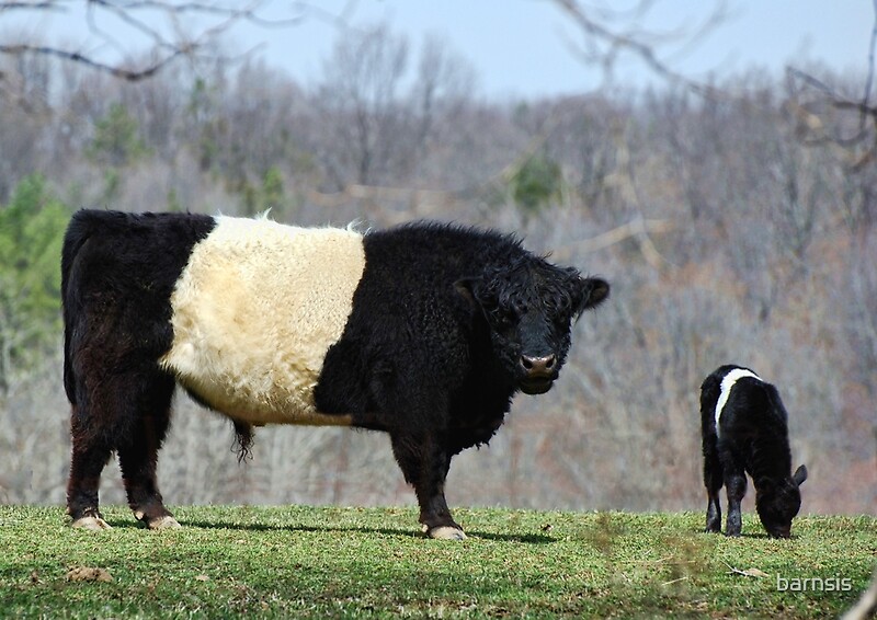 "Belted Galloway" by barnsis | Redbubble