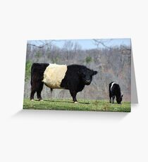 Belted Galloway Greeting Card