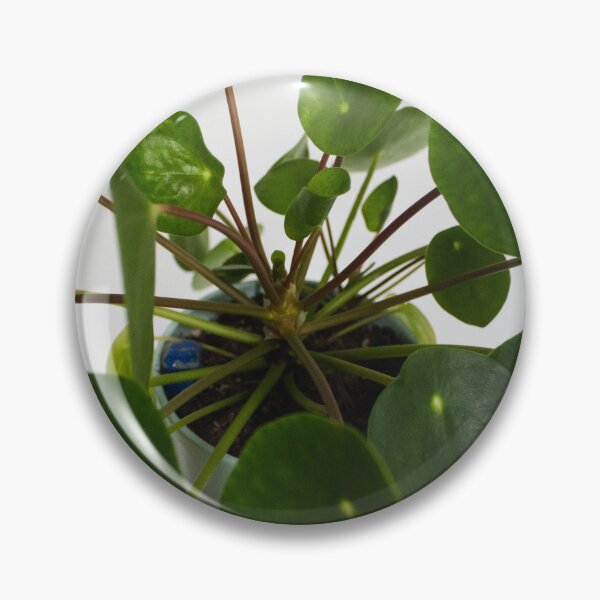 Item preview, Money plant  designed and sold by Thxvvxtchx.